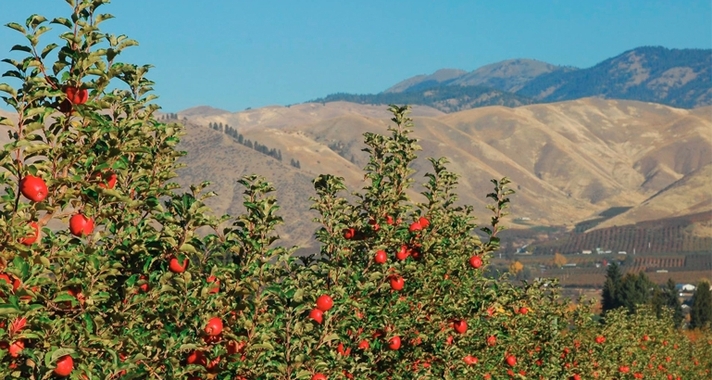 Apple Orchard